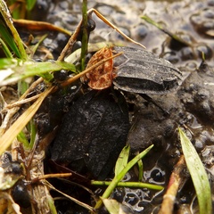 Oiceoptoma thoracicum