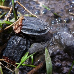 Oiceoptoma thoracicum