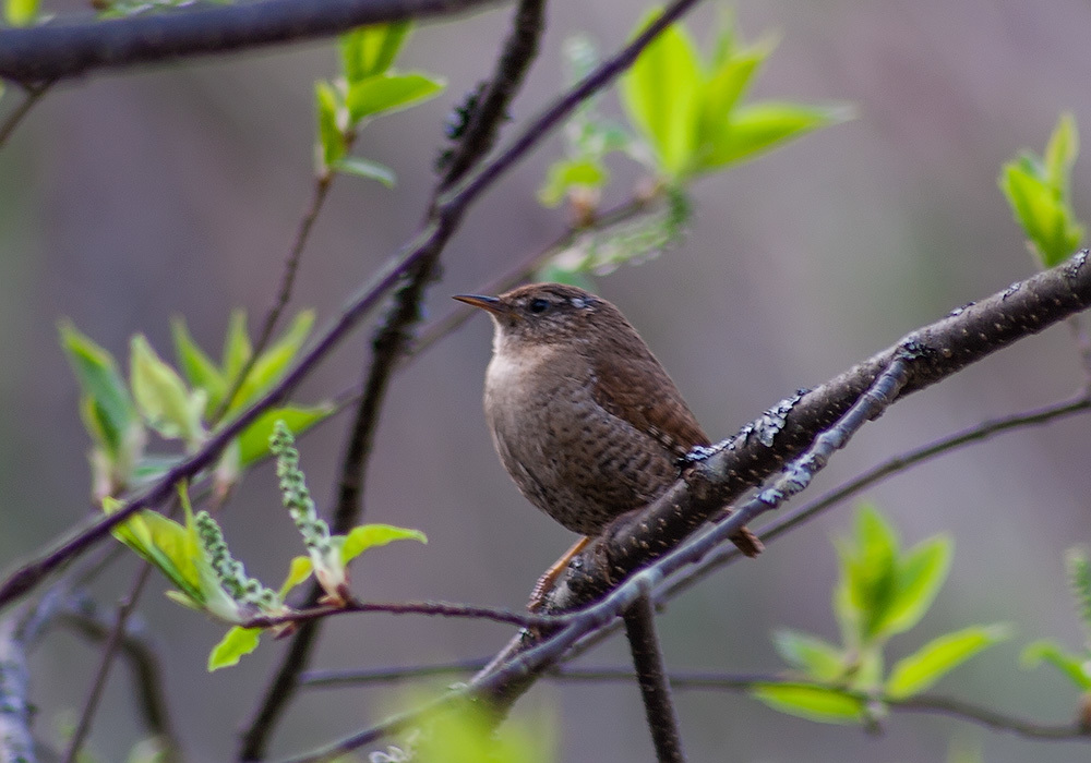iNaturalist.org. А. Яковлев, Шемуршинский р-н Чувашия, апрель 2008