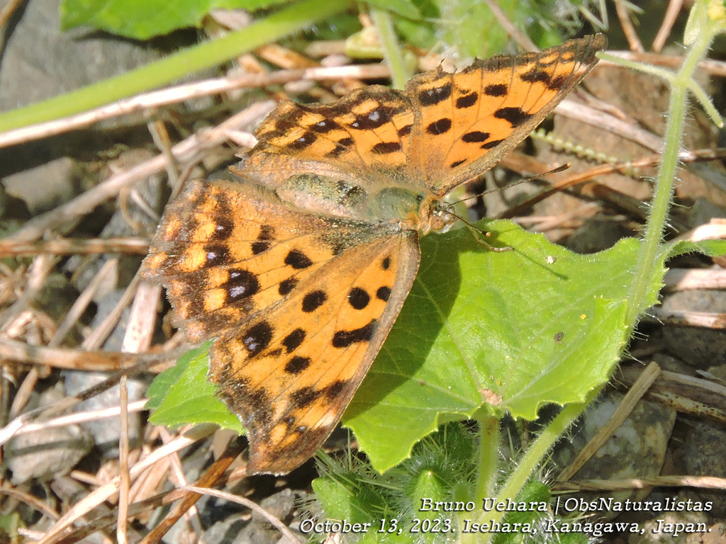 Asian Comma from Numame, Isehara, Kanagawa 259-1126, Japão on October ...