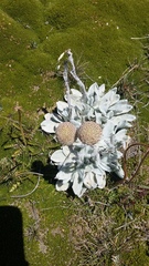 Craspedia lanata lanata