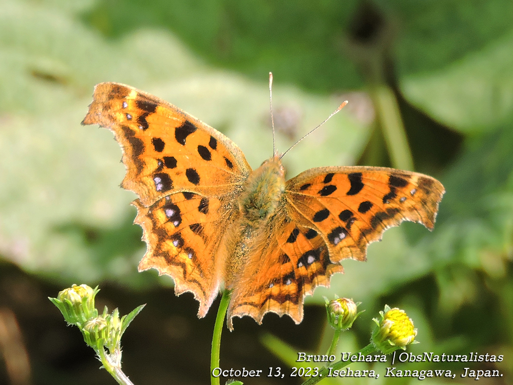 Asian Comma from Kamiya, Isehara, Kanagawa 259-1127, Japão on October ...