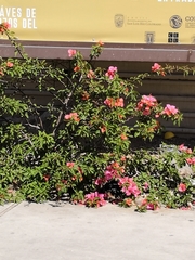 Bougainvillea
