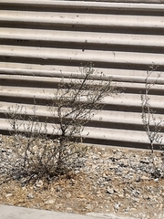 Magnoliopsida