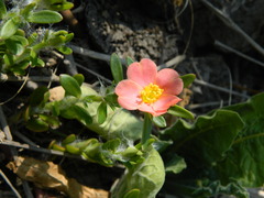 Portulaca cryptopetala