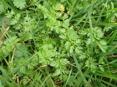 Torilis nodosa