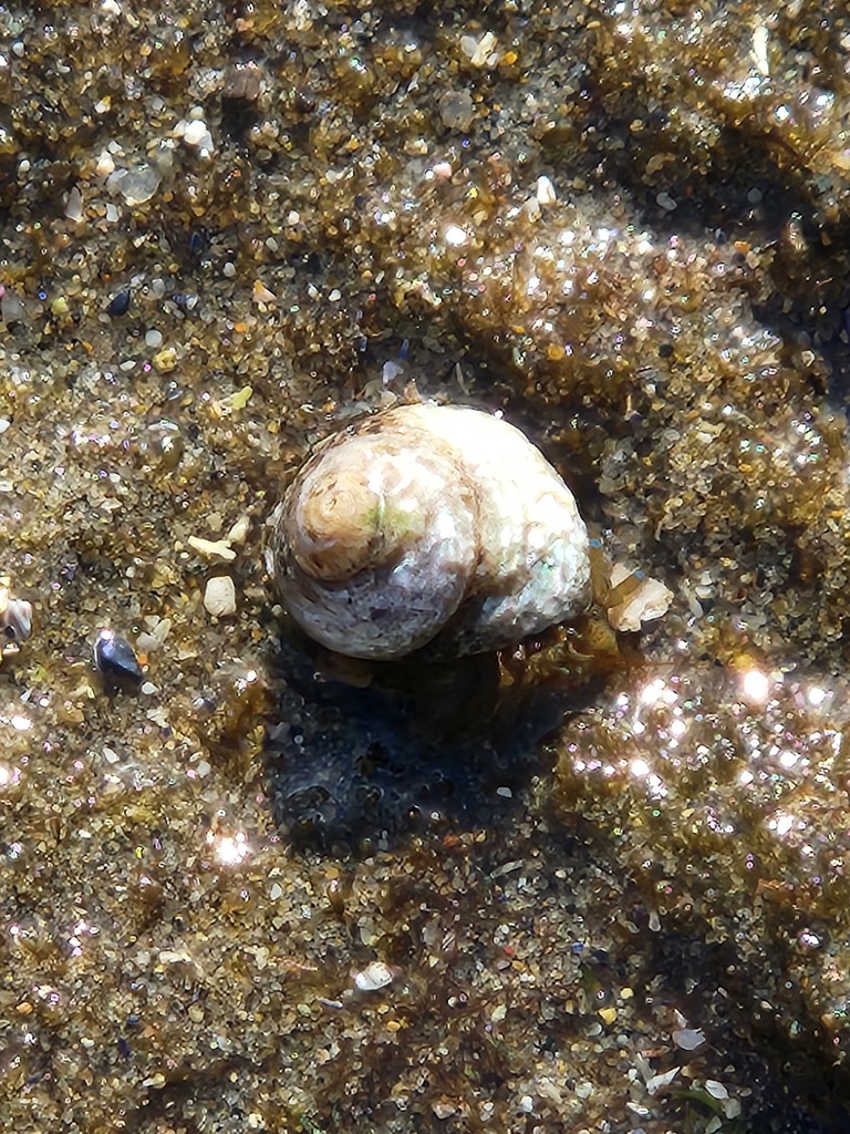 Blueband Hermit Crab from Dana Point, CA on October 14, 2023 at 03:16 ...