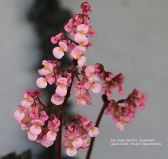 Angiospermae