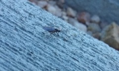 Diptera