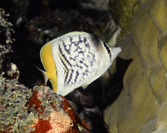 Chaetodon mertensii