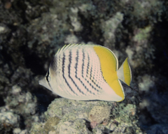 Chaetodon mertensii