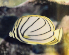Chaetodon meyeri