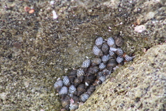 Littorininae