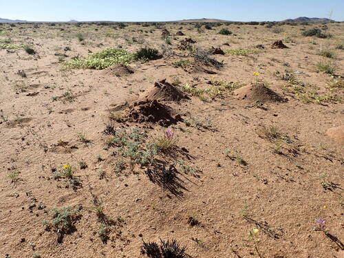 Namaqua Dune Mole-rat (Bathyergus janetta)