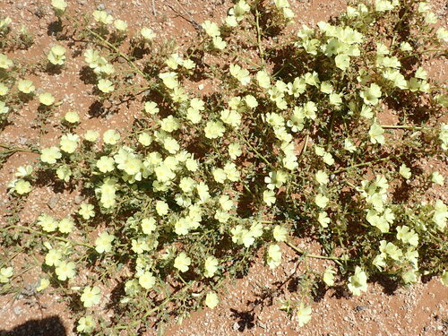 Grielum sinuatum (Grielum sinuatum)