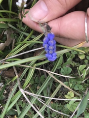 Muscari armeniacum