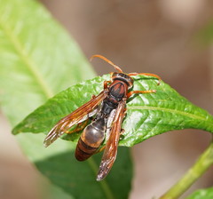 Polistes erythrinus