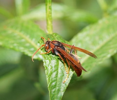 Polistes erythrinus