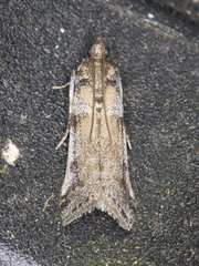 Amyelois transitella