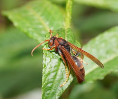 Polistes erythrinus