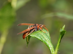 Polistes erythrinus