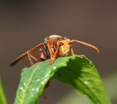 Polistes erythrinus