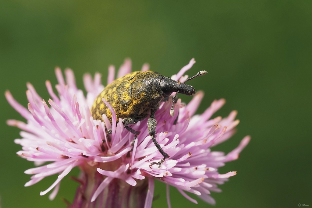 Larinus turbinatus from Powiat krośnieński, Polska on July 1, 2023 at