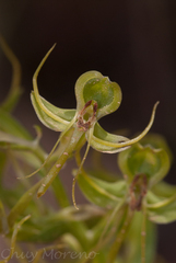Habenaria jaliscana
