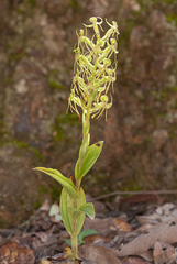 Habenaria jaliscana
