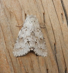 Acronicta americana
