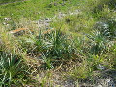 Eryngium horridum