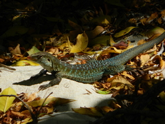 Pholidoscelis griswoldi