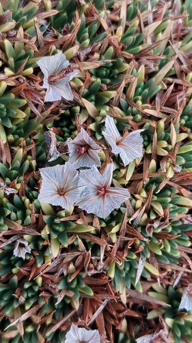 Image of Acantholimon androsaceum by (c) Yannick Brenz, some rights reserved (CC BY)