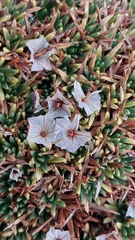 Acantholimon ulicinum, photograph Yannick Brenz, CC BY, iNaturalist via GBIF