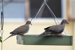 Streptopelia chinensis