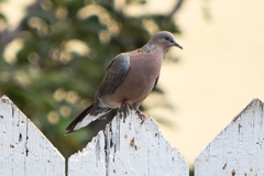 Streptopelia chinensis
