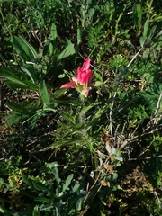 Castilleja indivisa