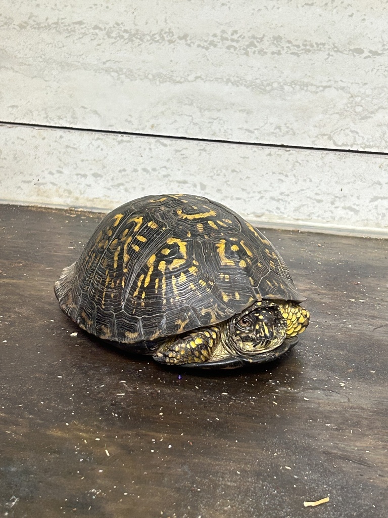 Eastern Box Turtle In October 2023 By Jake Krein INaturalist   Large 