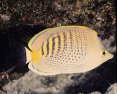 Chaetodon punctatofasciatus