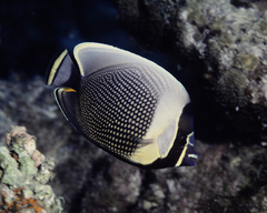 Chaetodon reticulatus