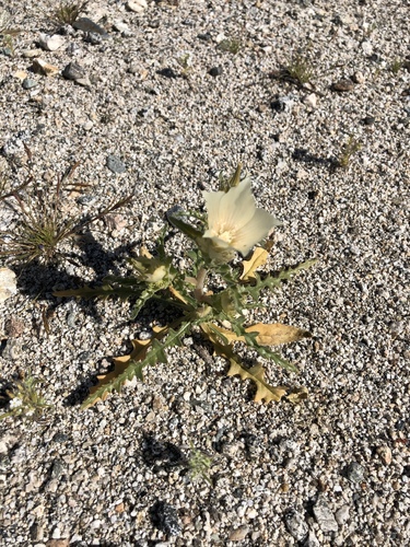 iNaturalist observation photo of sand blazingstar