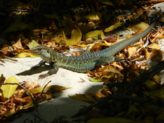 Pholidoscelis griswoldi