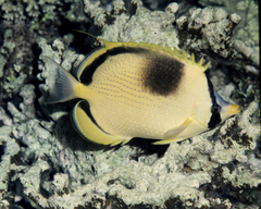 Chaetodon semeion