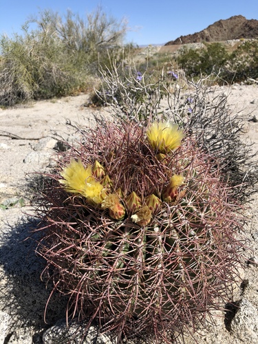 iNaturalist observation photo of California Barrel Cactus
