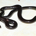 鉤盲蛇 - Photo 由 Manuel Alejandro Rodríguez Martínez 所上傳的 (c) Manuel Alejandro Rodríguez Martínez，保留部份權利CC BY-NC