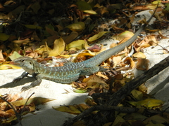 Pholidoscelis griswoldi