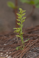 Habenaria filifera