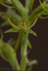 Habenaria filifera