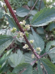 Urtica chamaedryoides