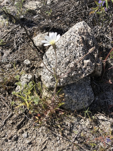iNaturalist observation photo of Desert Chicory
